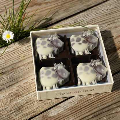 Chocolate Cows - Case Of 6