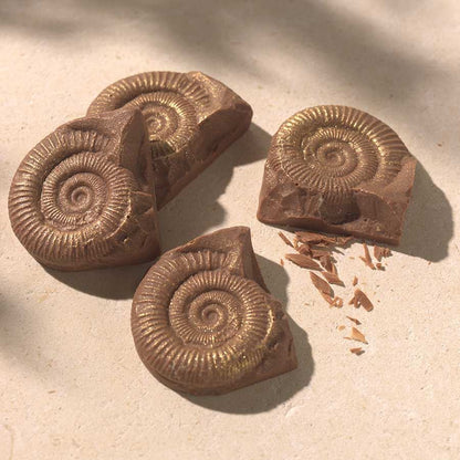 Chocolate Fossils - Case Of 6